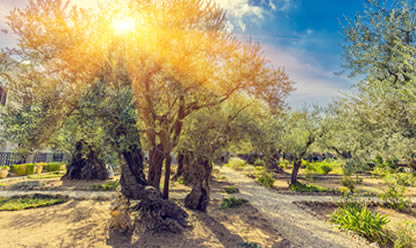 Trip to ISRAEL, JORDAN AND EGYPT NILE JEWELS 2025 in English | Travel agency Festival